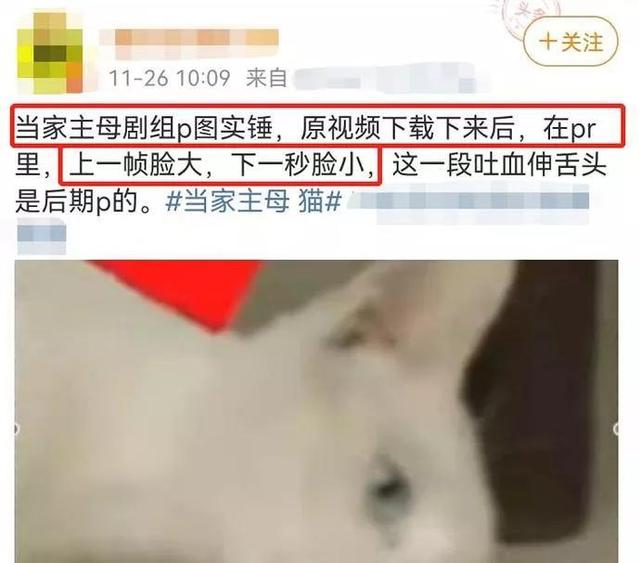 当家主母猫死被删了吗 当家主母剧组疑似为戏剧效果真实化毒死一只猫(1)