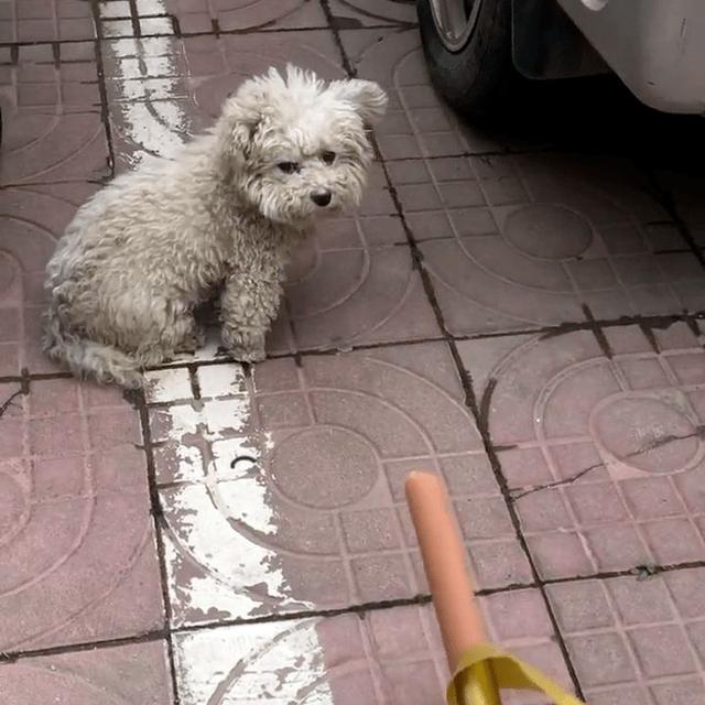 最常见的流浪狗（这几种小型犬一旦流浪）(7)