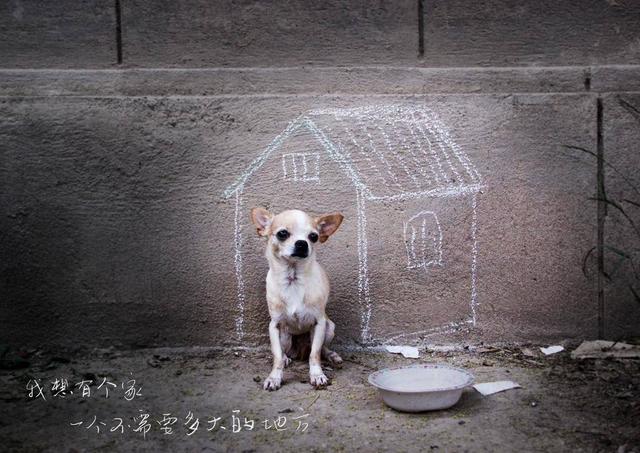 最常见的流浪狗（这几种小型犬一旦流浪）(5)