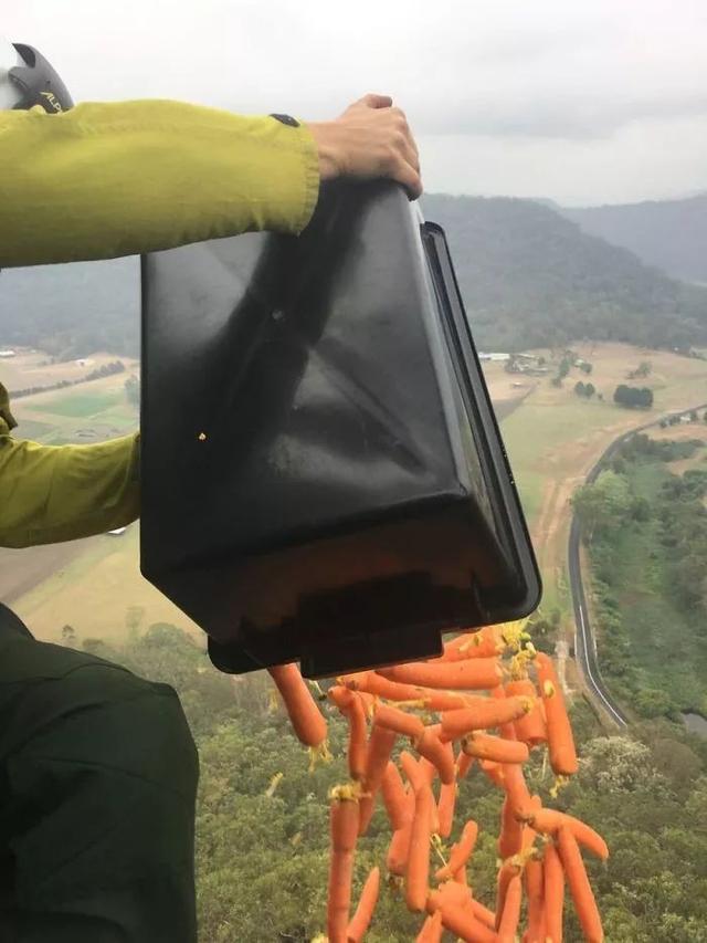 澳洲森林大火人们看到考拉的泪奔（澳大利亚下黑雨）(14)