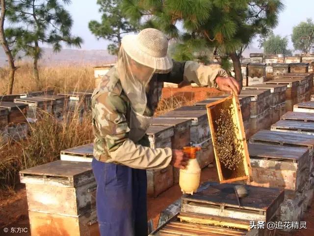 螨虫怎么防治小妙招（防治螨虫方法不难）(4)