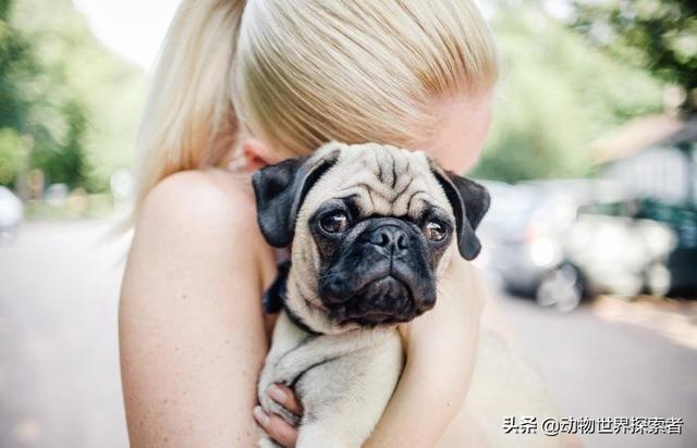 10种常见犬种（十大最受欢迎的家庭犬种）(7)