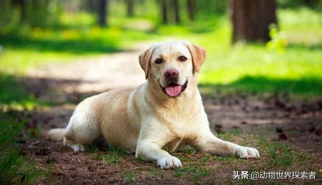 10种常见犬种（十大最受欢迎的家庭犬种）(8)