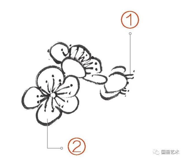 王成喜写意梅花的画法教程（图文教程白梅红梅）(1)