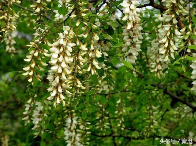 洋槐花有毒吗能吃（农村洋槐花没有毒）(1)