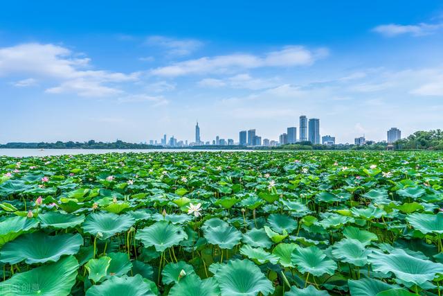 南京玄武湖需要逛多久（却不知春节的玄武湖这么美）(7)