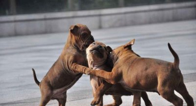 ​大型猎狗品种大全 大型猎犬有哪些品种