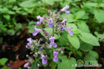 ​荆芥种植的时间和方法（荆芥怎样插根种长得快又好）