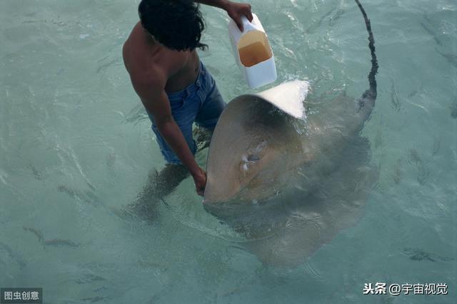 六大海底生物看着让你头皮发麻（海底10种神秘生物）(9)