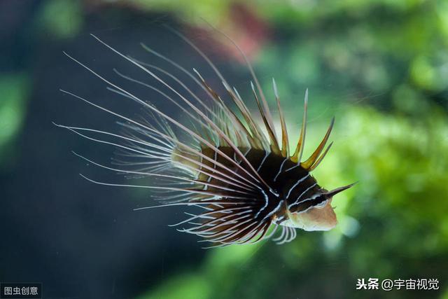 六大海底生物看着让你头皮发麻（海底10种神秘生物）(8)