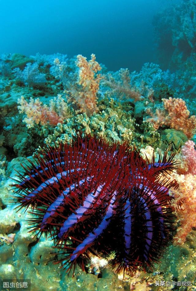 六大海底生物看着让你头皮发麻（海底10种神秘生物）(7)