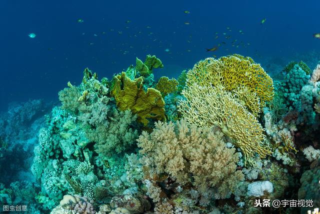 六大海底生物看着让你头皮发麻（海底10种神秘生物）(6)