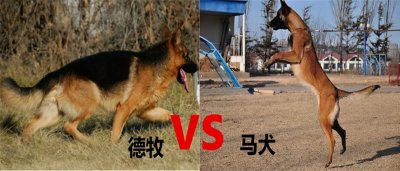 ​马犬和德牧哪个好更厉害（德国牧羊犬和马犬有什么区别）