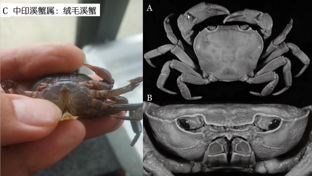 观赏淡水蟹都有哪些（建议收藏我国淡水蟹多达311种）(14)