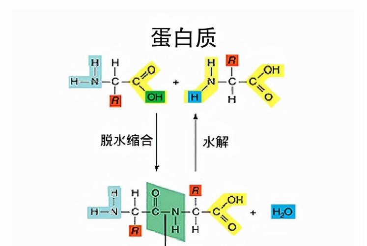 一氧化碳合成蛋白质有什么意义（我国首次实现从一氧化碳到蛋白质合成并形成万吨级工业产能）