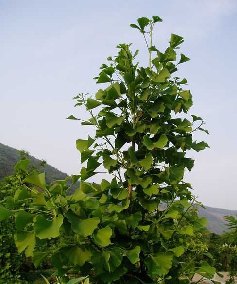 银杏树属于木本植物