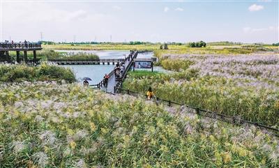 杭州湾湿地公园有什么好玩的地方（杭州湾国家湿地公园）(1)