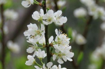 ​人间三月芳菲尽啥意思