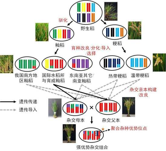 杂交水稻原理