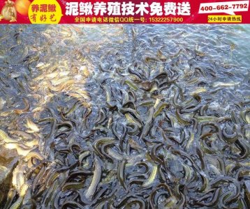 ​无土养殖泥鳅的方法（无土养殖泥鳅的养殖技术）