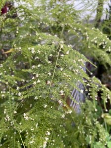 ​文竹开花寓意什么兆头