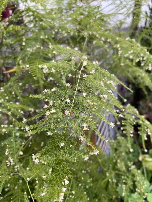 文竹开花寓意什么兆头