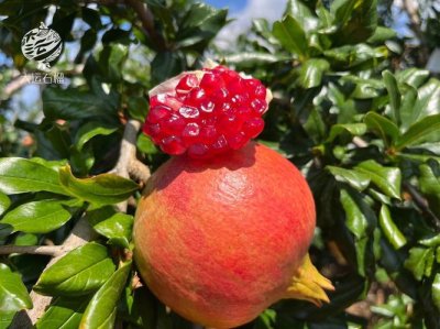 ​石榴什么时候成熟季节（石榴成熟季节介绍）