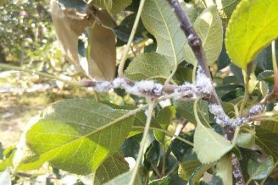 ​棉花蚜虫天气高温会自然消失吗