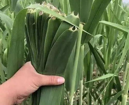 芦苇叶和箬叶包粽子哪个更香(芦苇叶为何比箬叶贵)