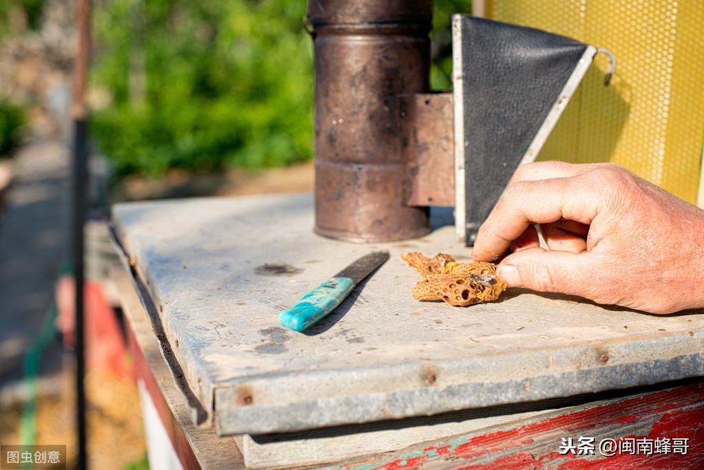 中蜂王台封盖几天出台(蜂王台封盖几天出台)