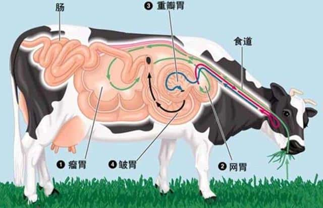 牛有几个胃分别有什么作用（牛几个胃分别叫什么）