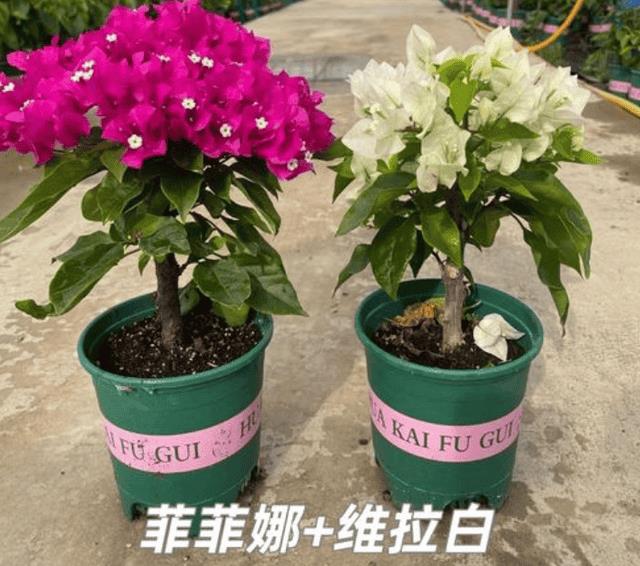 喜光照的花卉（露台适合种什么植物）