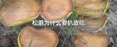 ​松蘑为什么要扒皮吃