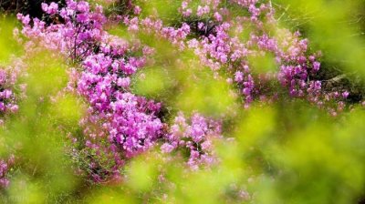 ​柳暗花明又一村的上一句（柳暗花明又一村）