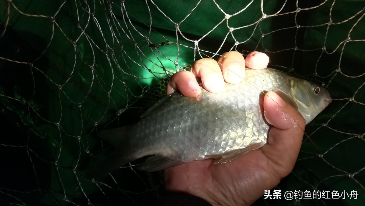 夏季夜钓鲫鱼的最佳时间（夏季夜钓鲫鱼最佳时间）