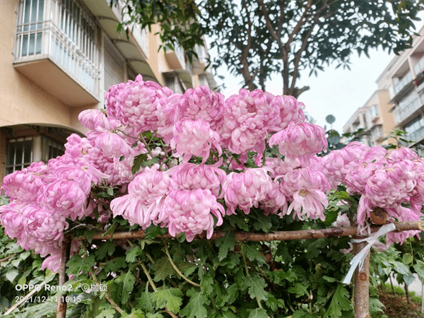 花中君子有哪些(花中君子是指哪四样)