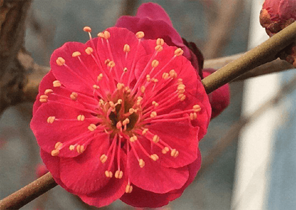 花中君子有哪些(花中君子是指哪四样)