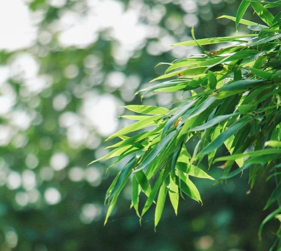 花中君子有哪些(花中君子是指哪四样)