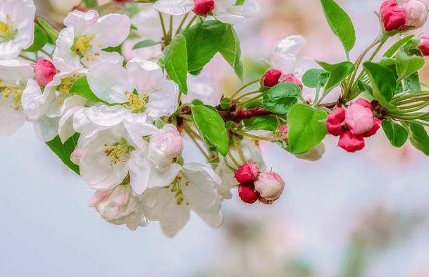 6月17日是什么星座（六月十七是什么星座）