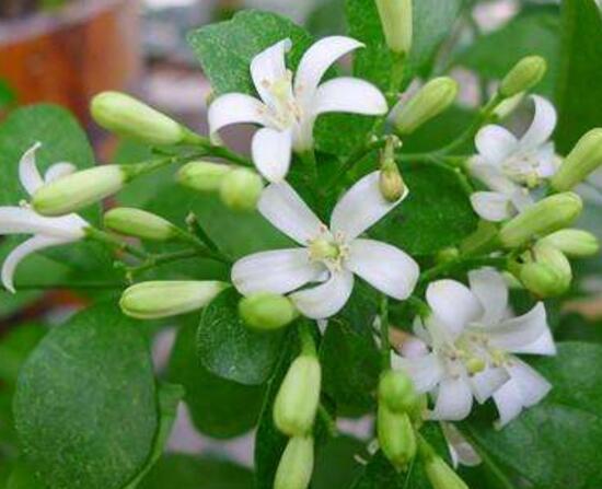 九里香一般在几月开花（九里香什么时候开花）(2)