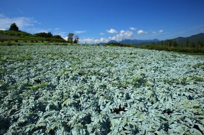 ​农村有闲置土地种什么收益高（现在农村种植什么最赚钱）