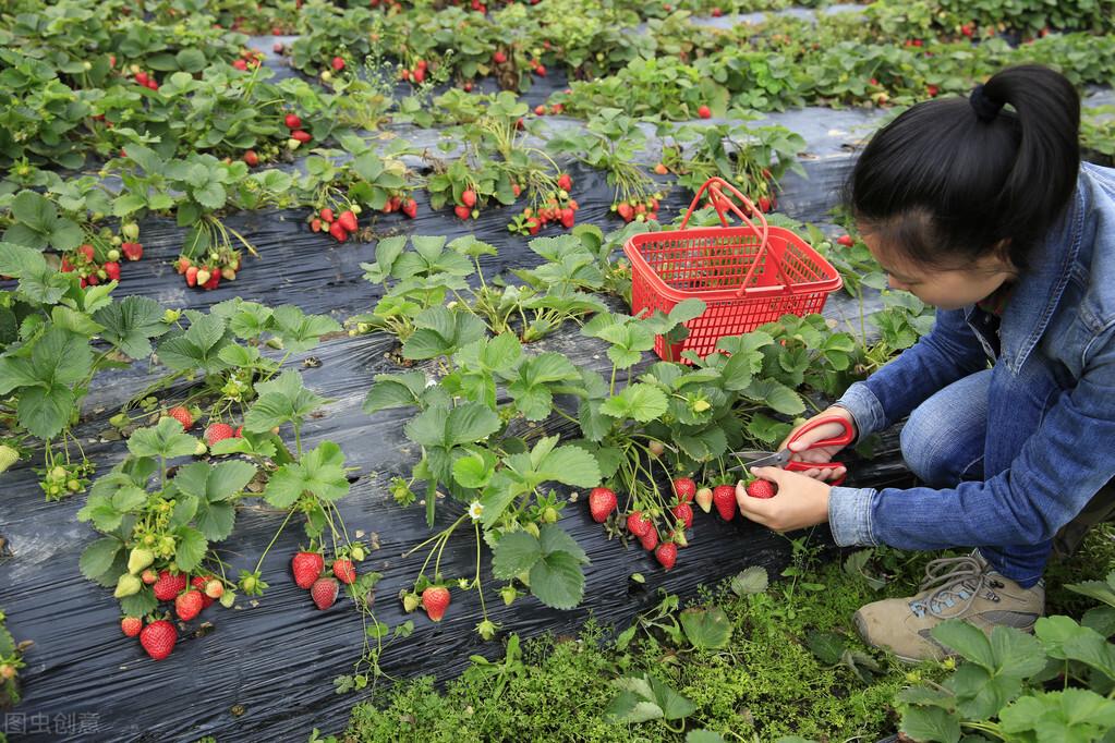 农村有闲置土地种什么收益高（现在农村种植什么最赚钱）