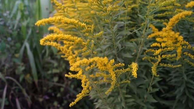 一枝黄花草的图片（一枝黄花图片）