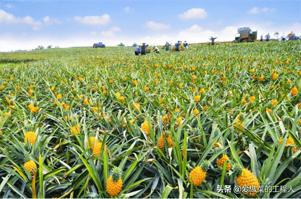 菠萝是长在地上还是树上(菠萝长在哪里)