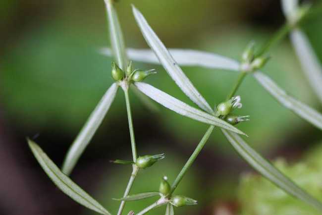 蛇舌草有几种(蛇舌草长什么样子)