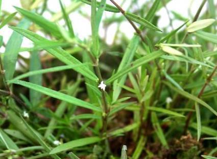 蛇舌草有几种(蛇舌草长什么样子)