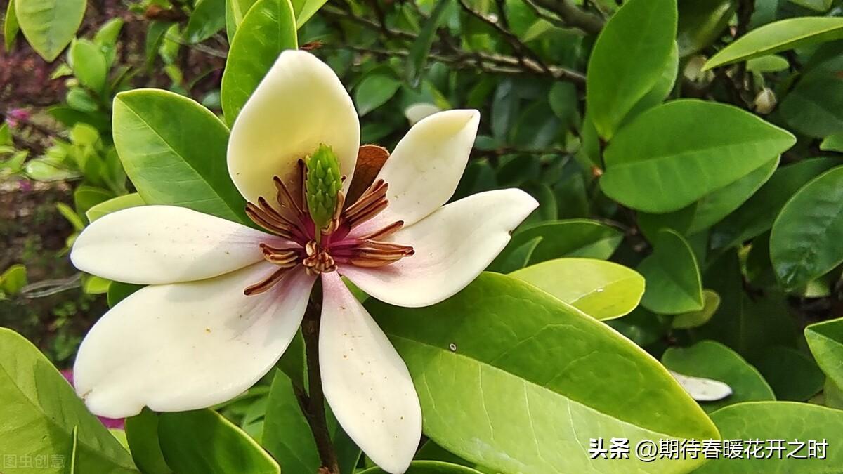 含笑花的香味(含笑花的寓意和象征)