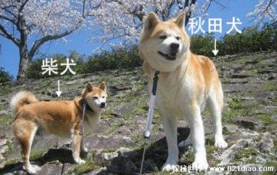 ​柴犬和秋田犬的区别有哪些？4个方面来分析轻松辨别(附带图片)