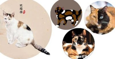 ​猫咪在古代的名字有哪些，个个高大上(橘猫被叫做金丝虎)