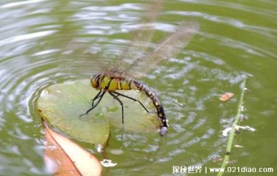 ​蜻蜓点水是为了干什么，一种产卵现象(幼虫需要在水中发育)